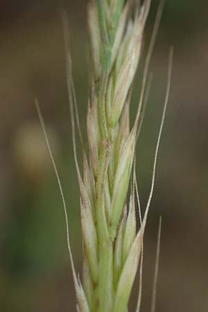Festuca myuros \ Museschwanz-Federschwingel, Gewhnlicher Federschwingel / Rat's-Tail Fescue, D Hockenheim 8.6.2021