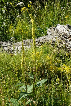 Verbascum nigrum \ Dunkle Knigskerze, Schwarze Knigskerze / Dark Mullein, D Nördlingen 10.7.2015