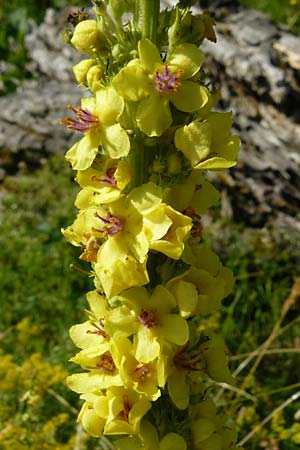 Verbascum nigrum \ Dunkle Knigskerze, Schwarze Knigskerze / Dark Mullein, D Nördlingen 10.7.2015