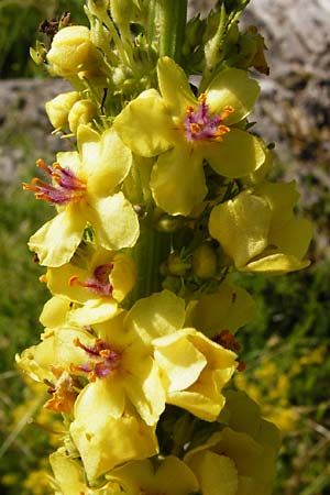 Verbascum nigrum \ Dunkle Knigskerze, Schwarze Knigskerze / Dark Mullein, D Nördlingen 10.7.2015