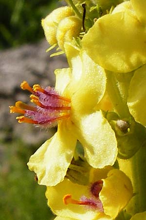Verbascum nigrum \ Dunkle Knigskerze, Schwarze Knigskerze / Dark Mullein, D Nördlingen 10.7.2015