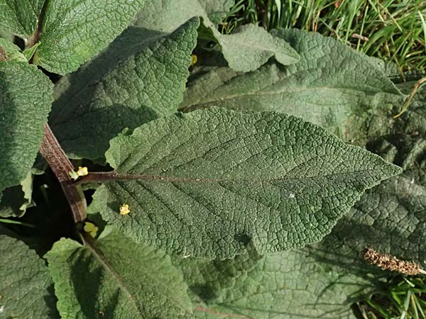 Verbascum nigrum \ Dunkle Knigskerze, Schwarze Knigskerze / Dark Mullein, D Mannheim 22.9.2024