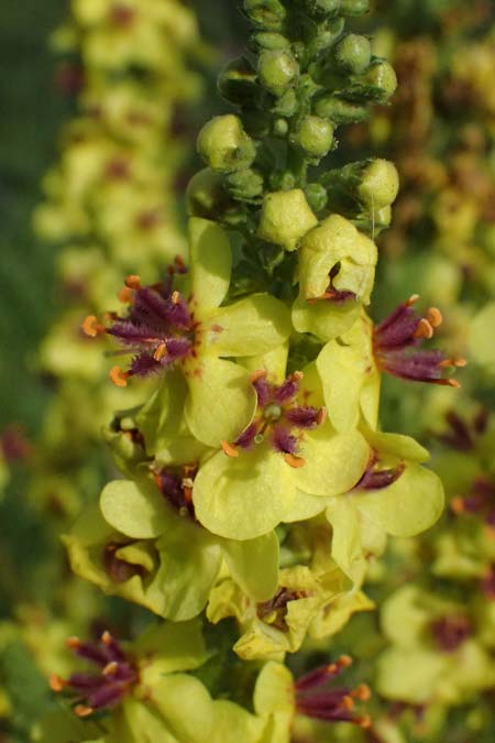 Verbascum nigrum \ Dunkle Knigskerze, Schwarze Knigskerze / Dark Mullein, D Mannheim 22.9.2024