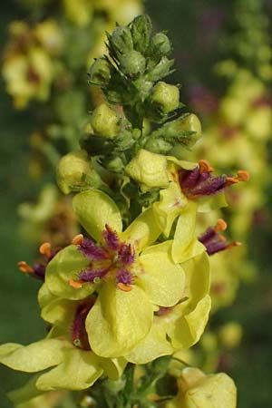 Verbascum nigrum \ Dunkle Knigskerze, Schwarze Knigskerze / Dark Mullein, D Mannheim 22.9.2024