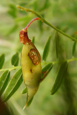 Vicia orobus \ Orber Wicke, Heide-Wicke / Wood Bitter-Vetch, Upright Vetch, D Lohr am Main 18.7.2015