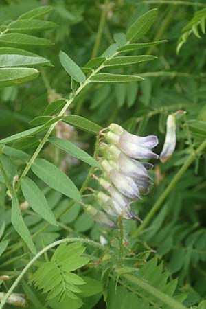 Vicia orobus \ Orber Wicke, Heide-Wicke / Wood Bitter-Vetch, Upright Vetch, D Lohr am Main 20.6.2016