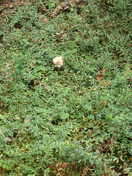 Vaccinium macrocarpon \ Gro�fr�chtige Moosbeere / American Cranberry, D Botan. Gar.  Universit.  T&uuml;bingen 3.9.2016