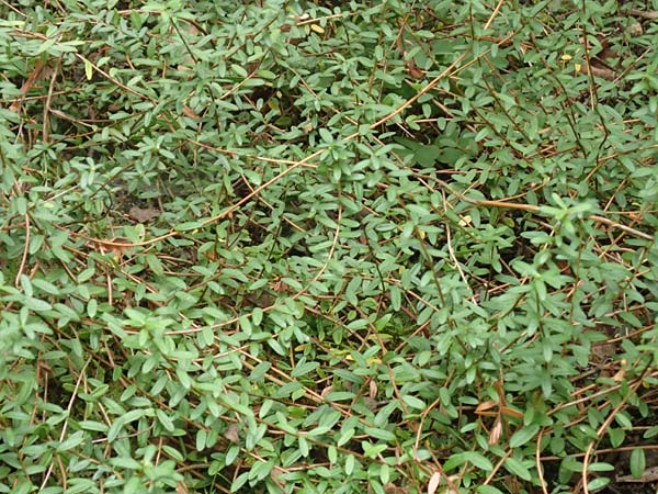 Vaccinium macrocarpon \ Gro�fr�chtige Moosbeere / American Cranberry, D Botan. Gar.  Universit.  T&uuml;bingen 3.9.2016