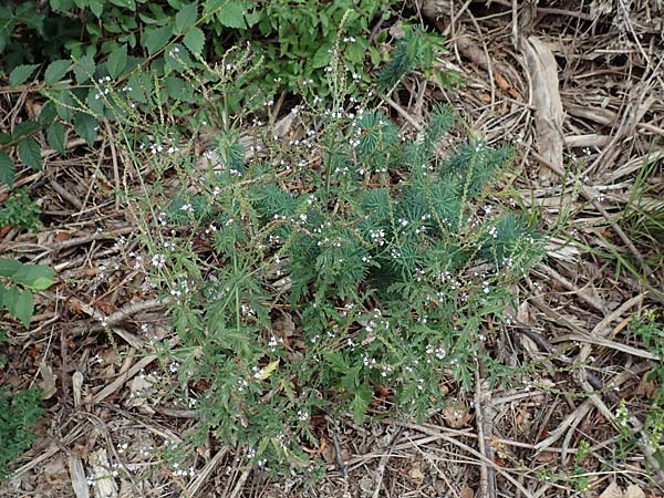 Verbena officinalis \ Gewhnliches Eisenkraut / Vervain, D Karlsruhe-Grötzingen 20.8.2019