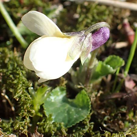 Viola odorata var. sulphurea \ Wohlriechendes Veilchen, Mrz-Veilchen / Sweet Violet, D Weinheim an der Bergstraße 21.3.2022