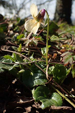 Viola odorata var. sulphurea \ Wohlriechendes Veilchen, Mrz-Veilchen / Sweet Violet, D Weinheim an der Bergstraße 21.3.2022