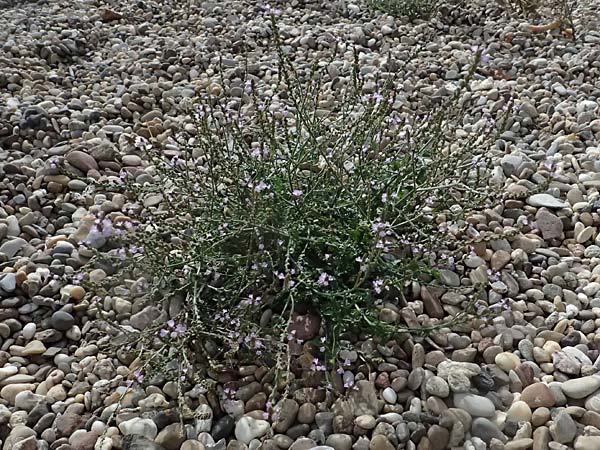 Verbena officinalis \ Gewhnliches Eisenkraut / Vervain, D Mannheim 16.9.2025