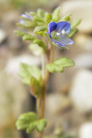Veronica polita \ Glnzender Ehrenpreis / Grey Field-Speedwell, D Günzburg 8.5.2010
