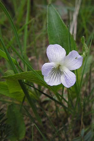 Viola stagnina \ Pfirsichblttriges Moor-Veilchen / Fen Violet, D Pfalz, Speyer 3.5.2013