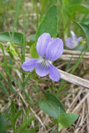 Viola stagnina \ Pfirsichblttriges Moor-Veilchen / Fen Violet, D Pfalz, Speyer 3.5.2013