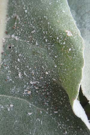 Verbascum pulverulentum \ Flockige Knigskerze / Hoary Mullein, D Babenhausen 2.10.2016