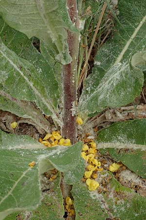 Verbascum pulverulentum \ Flockige Knigskerze / Hoary Mullein, D Babenhausen 24.6.2017