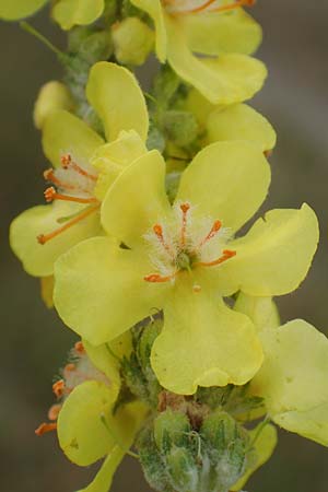 Verbascum pulverulentum \ Flockige Knigskerze / Hoary Mullein, D Babenhausen 24.6.2017