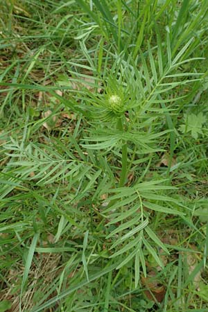 Valeriana pratensis subsp. angustifolia \ Schmalblttriger Arznei-Baldrian / Wallroth's Valerian, Narrowleaf Valerian, D Oberlaudenbach 28.4.2018