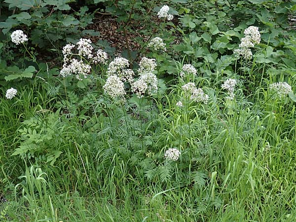 Valeriana pratensis subsp. angustifolia \ Schmalblttriger Arznei-Baldrian / Wallroth's Valerian, Narrowleaf Valerian, D Spaichingen 26.6.2018