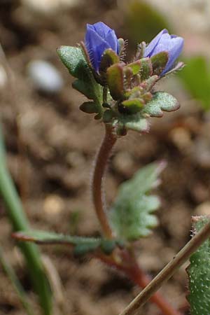 Veronica praecox \ Frher Ehrenpreis / Breckland Speedwell, D Neuleiningen 13.4.2021