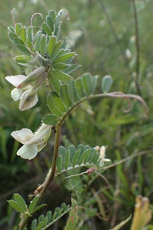 Vicia pannonica subsp. pannonica \ Ungarische Wicke / Hungarian Vetch, D Thüringen, Kölleda 9.6.2022