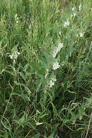 Vicia pannonica subsp. pannonica \ Ungarische Wicke / Hungarian Vetch, D Thüringen, Kölleda 9.6.2022