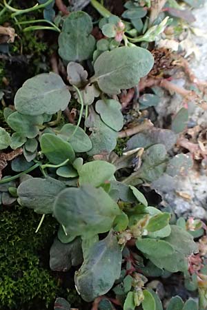Veronica peregrina \ Fremder Ehrenpreis / American Speedwell, D Mannheim 9.9.2024
