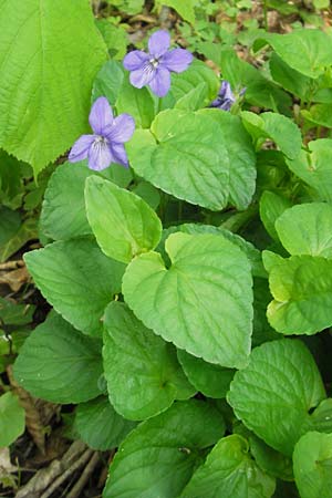Viola reichenbachiana \ Wald-Veilchen / Early Dog Violet, D Rheinhessen, Wendelsheim 29.4.2010