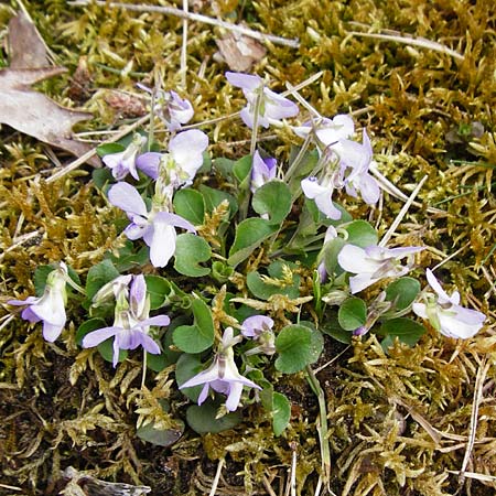 Viola rupestris \ Sand-Veilchen / Teesdale Violet, D Schwetzingen 13.4.2015