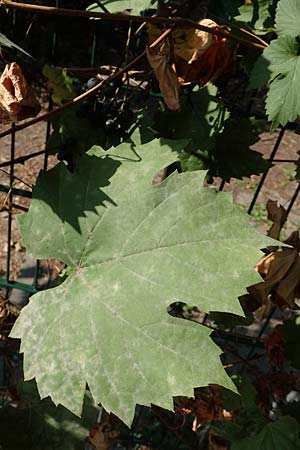 Vitis riparia \ Ufer-Weinrebe / Riverbank Grape, Frost Grape, D Frankfurt-Riederwald 5.9.2018
