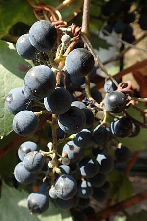 Vitis riparia \ Ufer-Weinrebe / Riverbank Grape, Frost Grape, D Frankfurt-Riederwald 5.9.2018