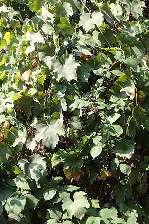 Vitis riparia \ Ufer-Weinrebe / Riverbank Grape, Frost Grape, D Frankfurt-Riederwald 5.9.2018