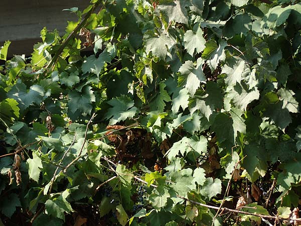 Vitis riparia \ Ufer-Weinrebe / Riverbank Grape, Frost Grape, D Frankfurt-Riederwald 5.9.2018