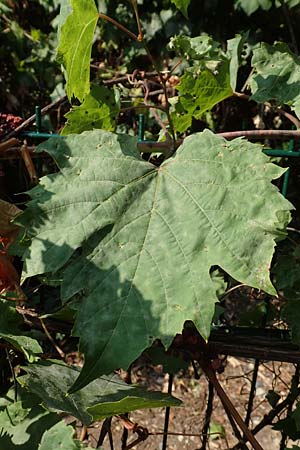 Vitis riparia \ Ufer-Weinrebe / Riverbank Grape, Frost Grape, D Frankfurt-Riederwald 5.9.2018
