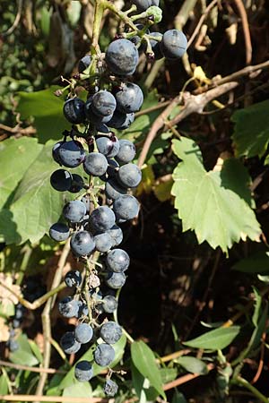 Vitis riparia \ Ufer-Weinrebe / Riverbank Grape, Frost Grape, D Frankfurt-Riederwald 5.9.2018