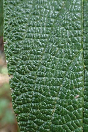 Viburnum rhytidophyllum \ Runzelbl�ttriger Schneeball / Wrinkled Viburnum, D Rauenberg 14.5.2023