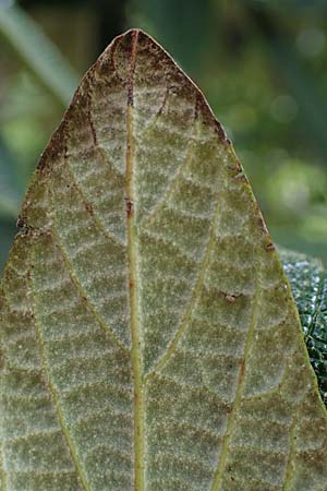 Viburnum rhytidophyllum \ Runzelbl�ttriger Schneeball / Wrinkled Viburnum, D Rauenberg 14.5.2023