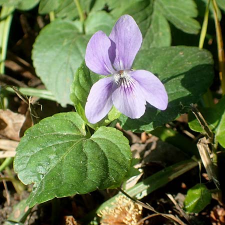 Viola riviniana \ Hain-Veilchen / Common Dog Violet, D Kressbronn 7.5.2016