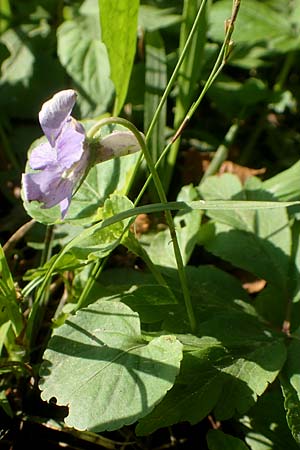Viola riviniana \ Hain-Veilchen / Common Dog Violet, D Kressbronn 7.5.2016