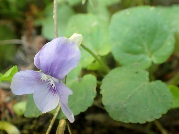 Viola riviniana \ Hain-Veilchen / Common Dog Violet, D Kressbronn 7.5.2016