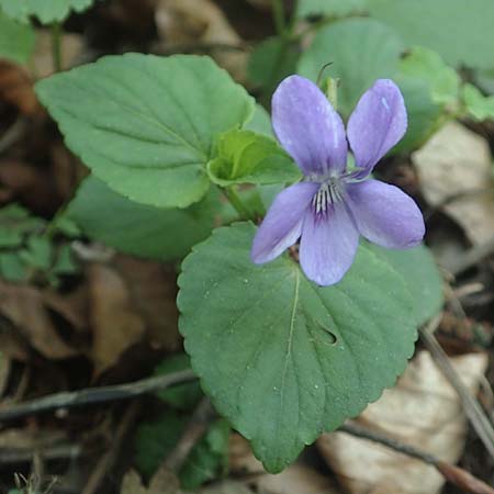 Viola riviniana \ Hain-Veilchen / Common Dog Violet, D Kressbronn 7.5.2016