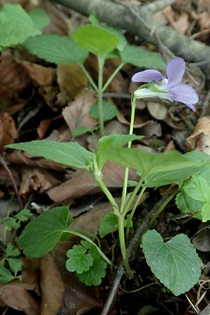 Viola riviniana \ Hain-Veilchen / Common Dog Violet, D Kressbronn 7.5.2016