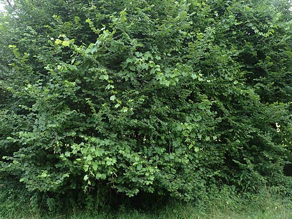 Vitis sylvestris ? \ Wilde Weinrebe / Grape Vine, D Waibstadt 5.7.2017