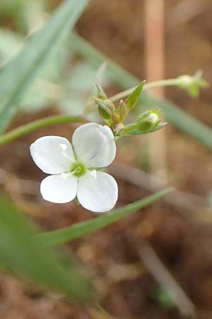 Veronica scutellata \ Schild-Ehrenpreis / Marsh Speedwell, D Drover Heide 24.5.2018