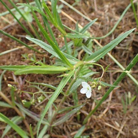 Veronica scutellata \ Schild-Ehrenpreis / Marsh Speedwell, D Drover Heide 24.5.2018