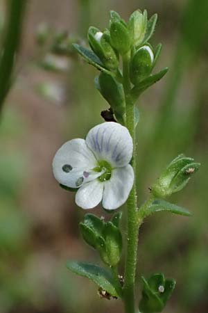 Veronica serpyllifolia \ Quendelblttriger Ehrenpreis, Thymian-Ehrenpreis / Thyme-Leaved Speedwell, D Pfalz, Speyer 15.6.2021