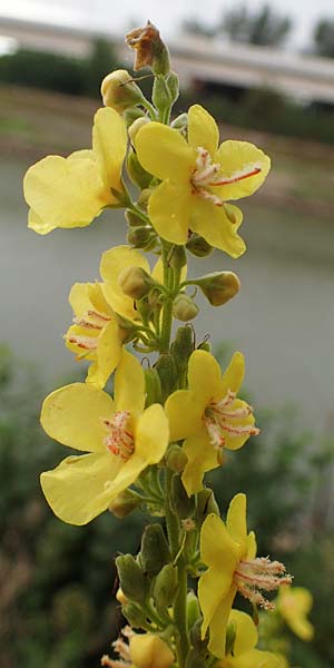 Verbascum speciosum \ Pracht-Knigskerze / Hungarian Mullein, D Mannheim 30.8.2021