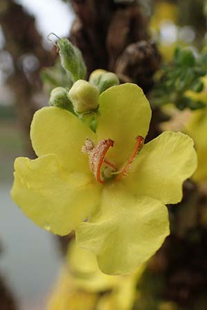 Verbascum speciosum \ Pracht-Knigskerze / Hungarian Mullein, D Mannheim 30.8.2021