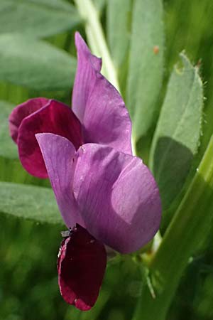 Vicia sativa var. sativa \ Saat-Wicke, Echte Futter-Wicke / Common Vetch, D Billigheim-Waldmühlbach 11.5.2024